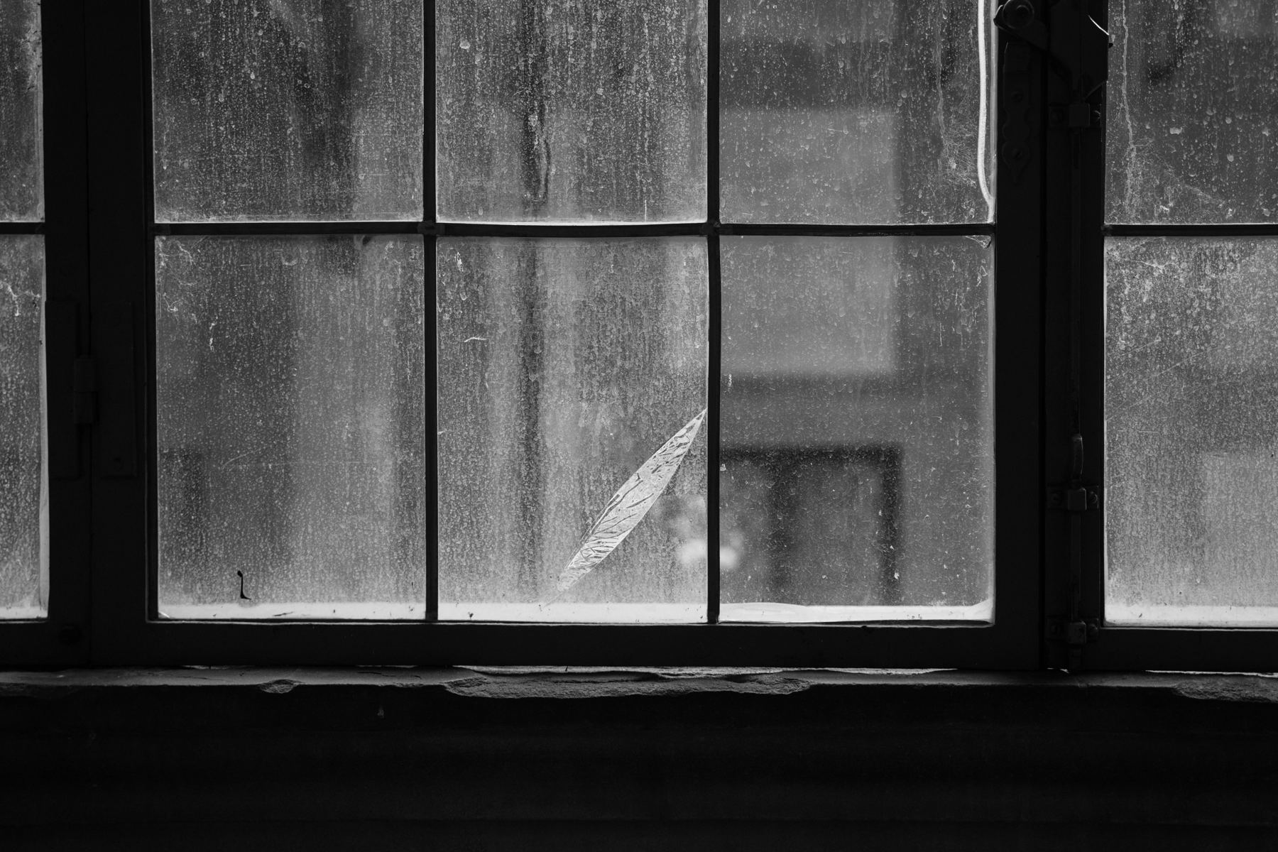 Blatt an einer beschlagenen Fensterscheibe